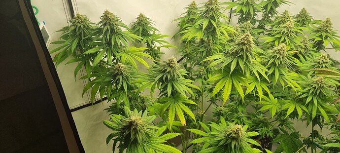 Growreport Bild 6