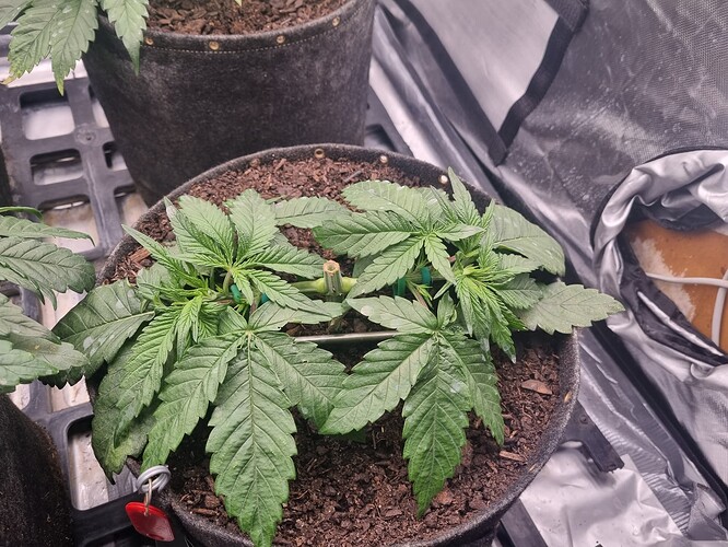 Growreport Bild 8