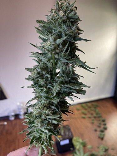 Growreport Bild 9