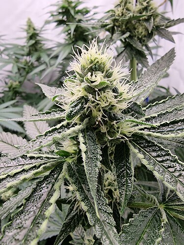 Growreport Bild 7