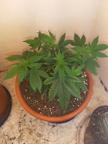 Growreport Bild 2