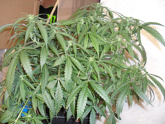 Growreport Bild 4
