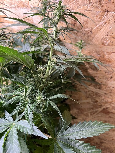 Growreport Bild 17