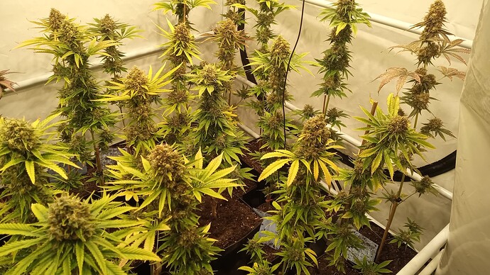 Growreport Bild 26