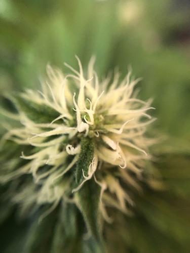 Growreport Bild 36