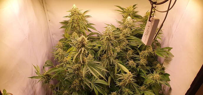 Growreport Bild 7