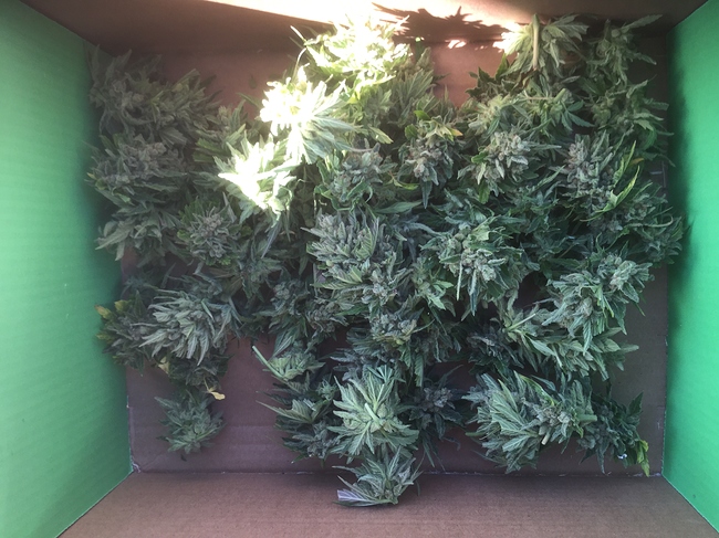 Growreport Bild 3