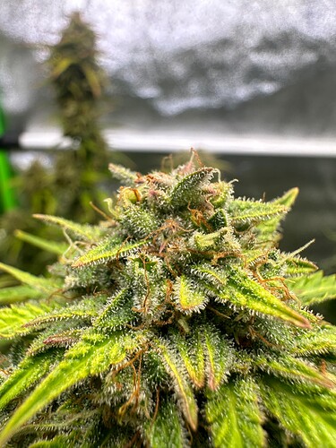 Growreport Bild 5