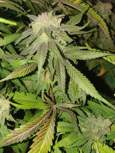 Growreport Bild 6