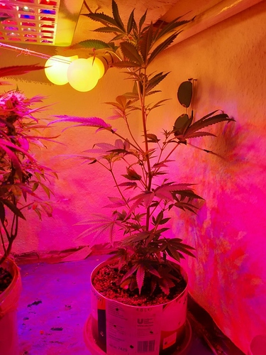 Growreport Bild 6