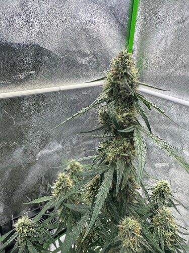 Growreport Bild 6