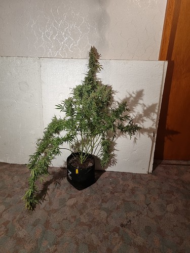 Growreport Bild 1