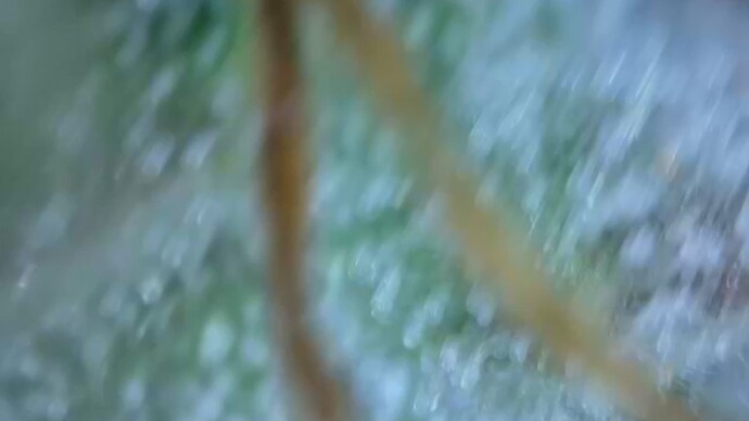 Growreport Bild 38