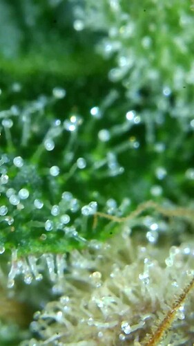 Growreport Bild 38