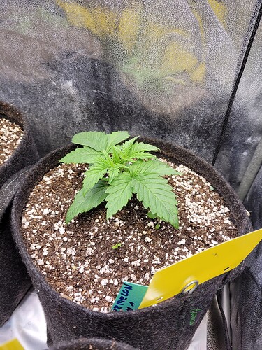 Growreport Bild 6