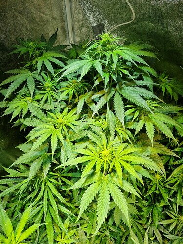Growreport Bild 13