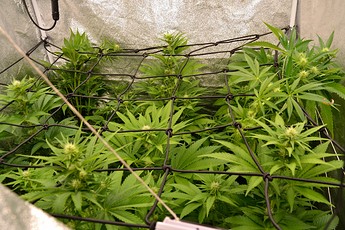 Growreport Bild 1
