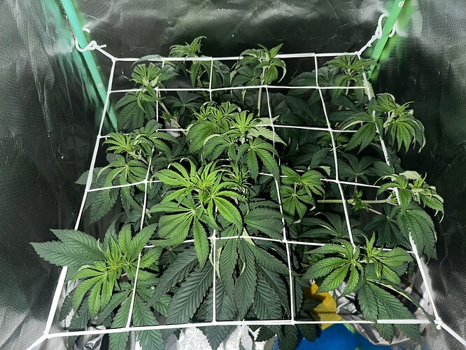Growreport Bild 16
