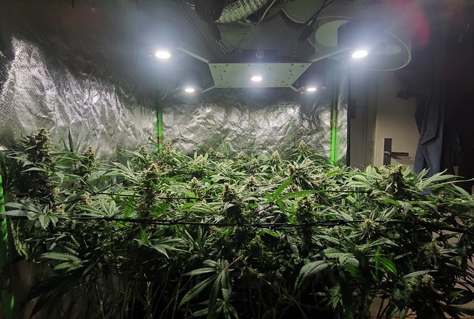 Growreport Bild 1