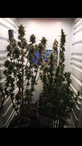 Growreport Bild 19
