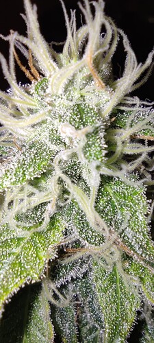 Growreport Bild 10