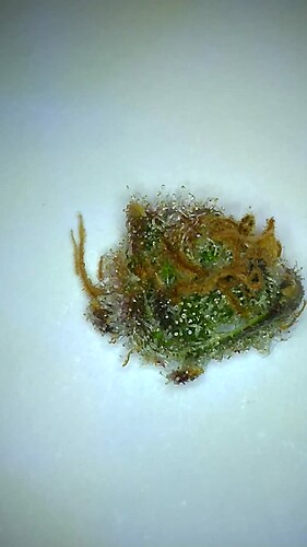 Growreport Bild 23