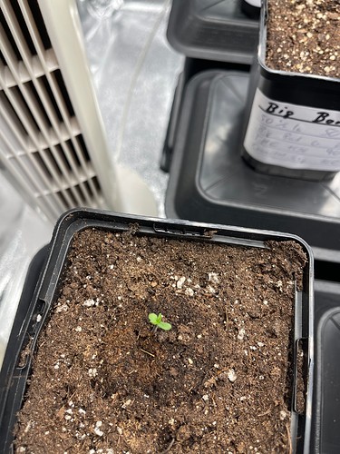 Growreport Bild 28
