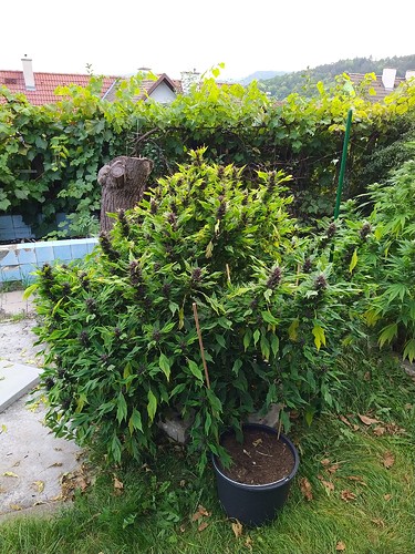 Growreport Bild 4