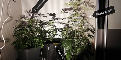 Growreport Bild 7