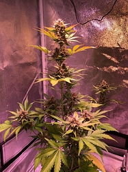Growreport Bild 25