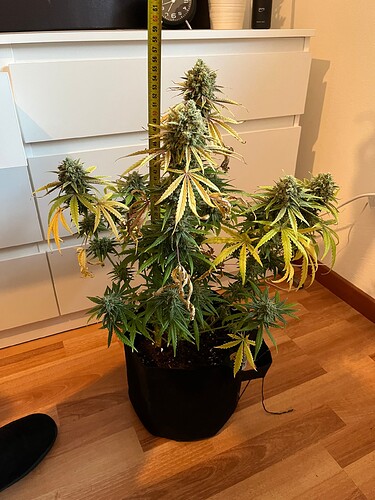 Growreport Bild 56