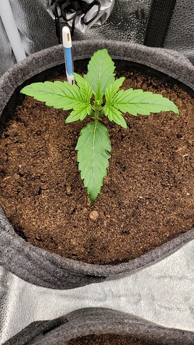 Growreport Bild 122