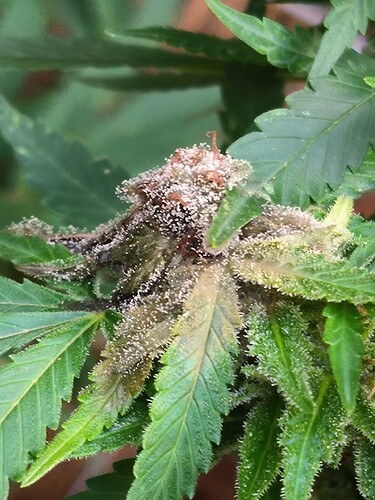 Growreport Bild 1