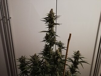 GG#3_240108-2