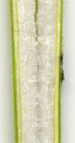 078_AFBB2stengel_scan2