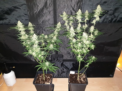 Growreport Bild 30