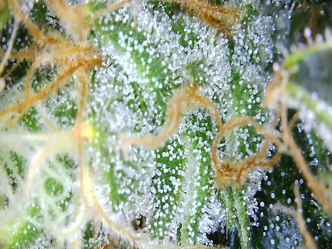 Growreport Bild 17