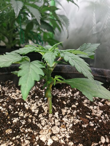 Growreport Bild 168