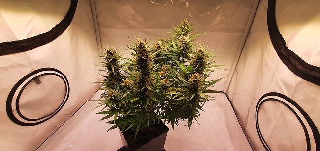 Growreport Bild 3