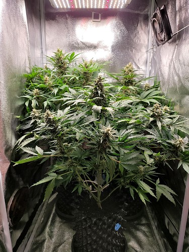 Growreport Bild 4