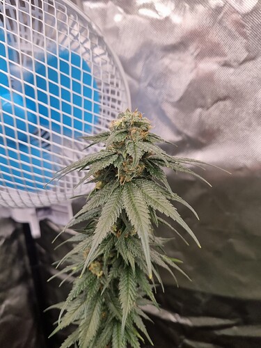 Growreport Bild 5