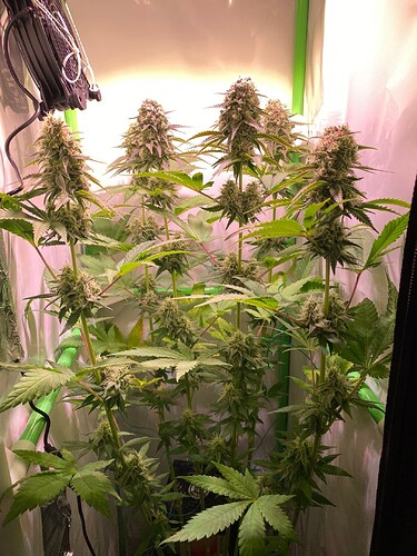 Growreport Bild 6