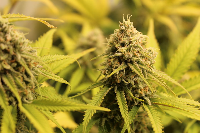 Growreport Bild 4