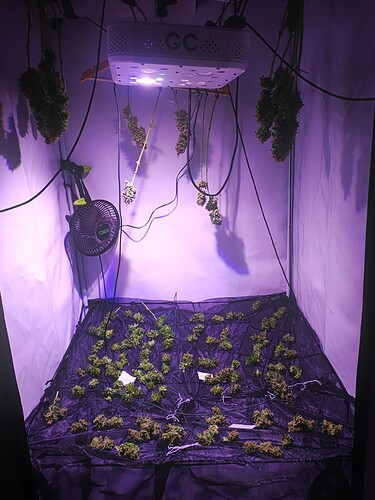 Growreport Bild 5