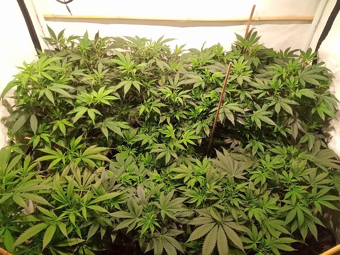 Growreport Bild 2