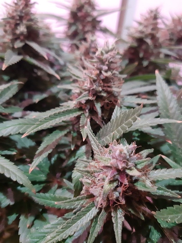 Growreport Bild 3