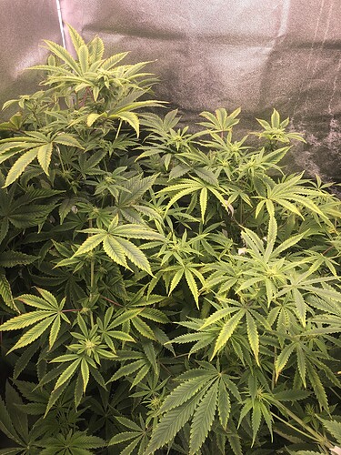 Growreport Bild 5