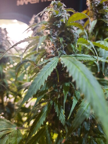 Growreport Bild 3