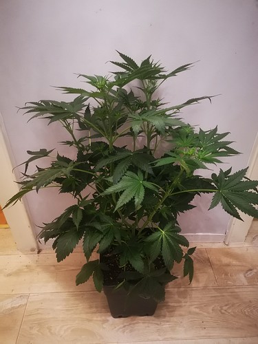 Growreport Bild 1