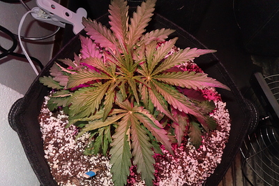 Growreport Bild 11